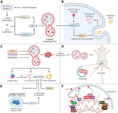 Functional role of autophagy in testicular and ovarian steroidogenesis